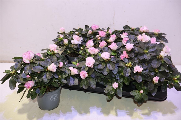 <h4>Rhodo Si Hulsten</h4>