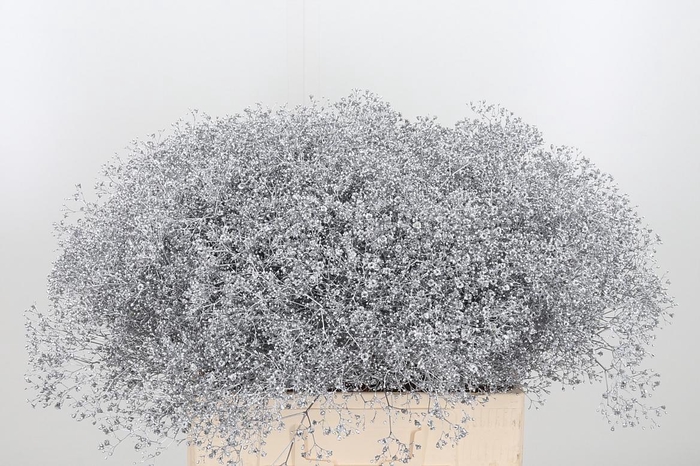 <h4>Gyps Kl Bh Zilver</h4>