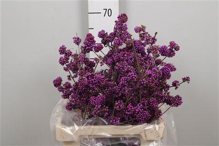 <h4>Callicarpa Giraldii</h4>