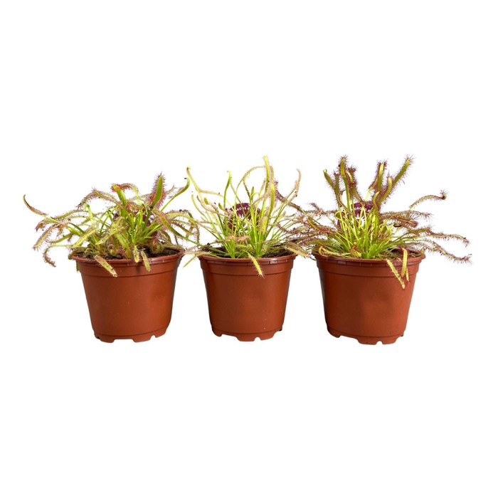 <h4>Drosera</h4>