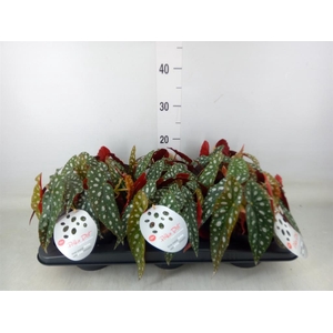 Begonia maculata