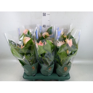 Anthurium andr. 'Joli Peach'