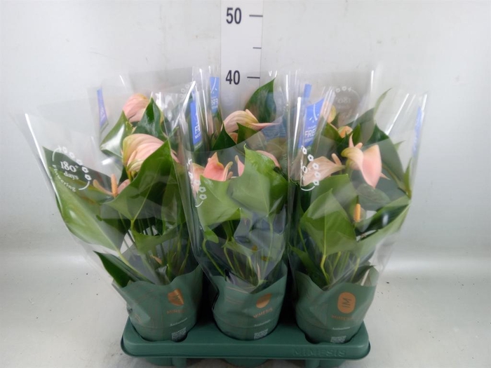 <h4>Anthurium andr. 'Joli Peach'</h4>