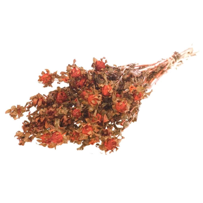 <h4>Bidens (carthamus) burnt orange</h4>