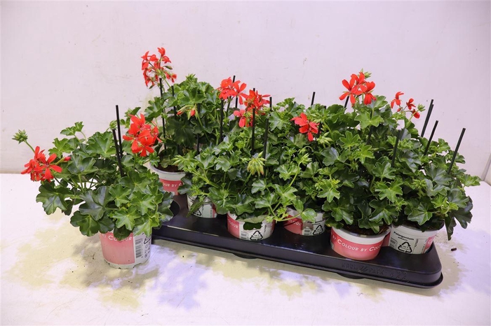 <h4>Pel Pelt Balkon Rood</h4>