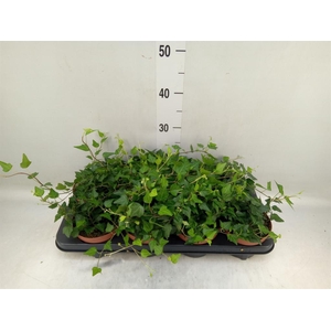 Hedera helix 'Lady Kay'