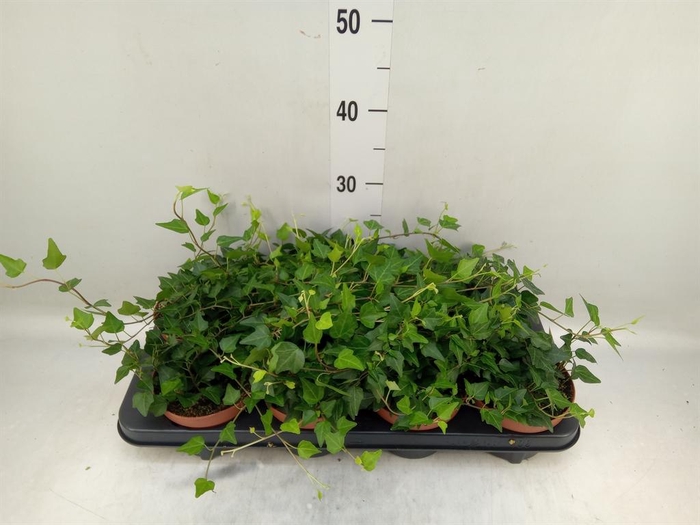 <h4>Hedera helix 'Lady Kay'</h4>