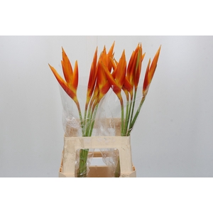 Heliconia Fire Opal