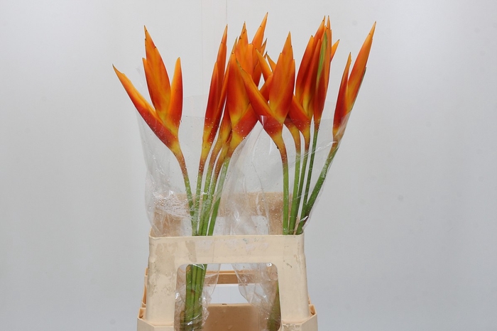 Heliconia Fire Opal