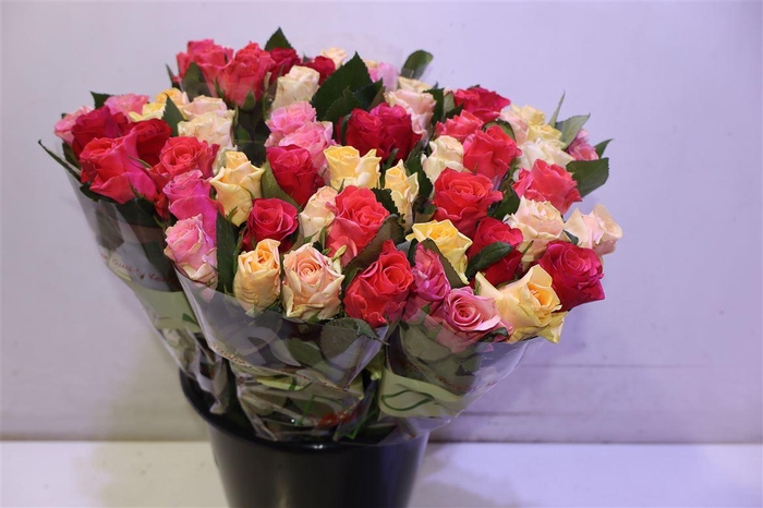 <h4>R Gr Tacazzi Gem</h4>