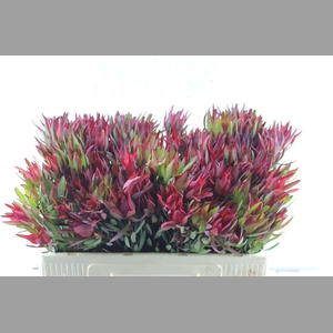 Leucad Sal Blush Single