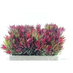 Leucad Sal Blush Single