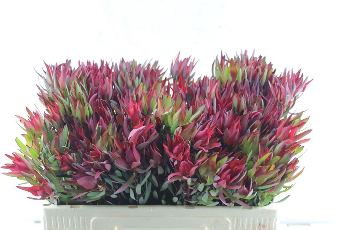 <h4>Leucad Sal Blush Single</h4>