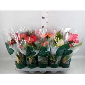 Anthurium   ...mix 4