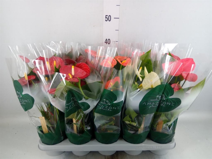 <h4>Anthurium   ...mix 4</h4>