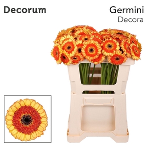 Ge Mi Decora 07 CM,(NL),(20)