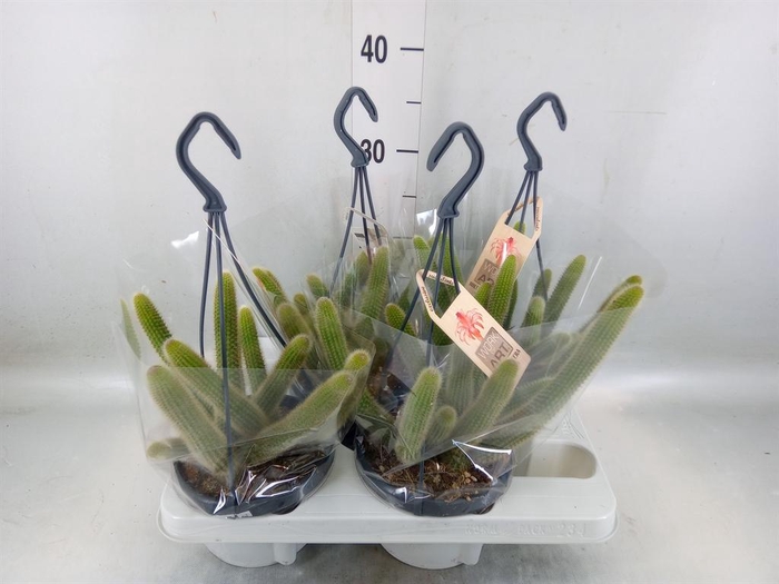 <h4>Cactus   ...</h4>