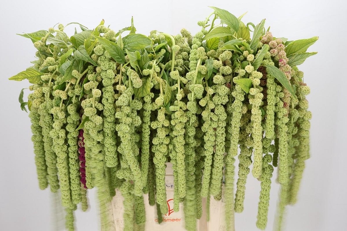 <h4>Amaranthus Caudatus Cycloop</h4>