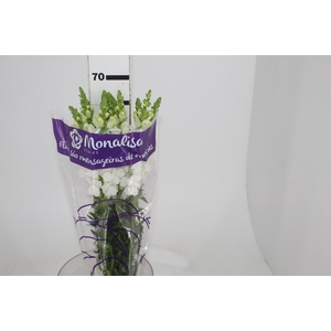 BOCA DE LEAO POTOMAC WHITE 070 CM