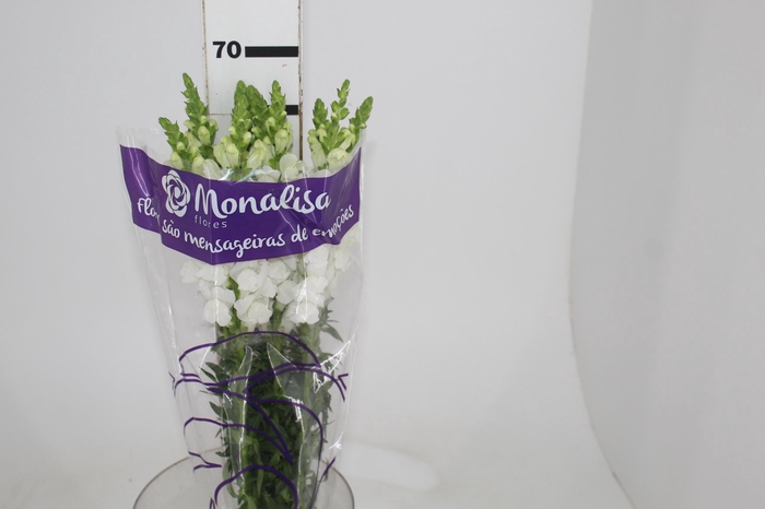 <h4>BOCA DE LEAO POTOMAC WHITE 070 CM</h4>