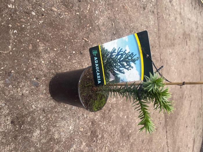 <h4>Araucaria araucana C1</h4>
