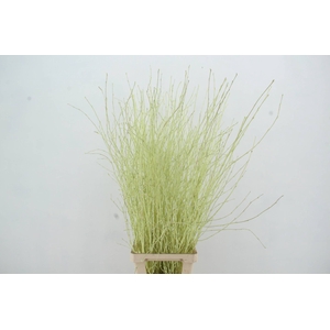 Betula Bs Crème FST