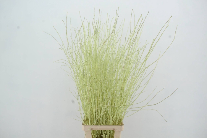 <h4>Betula Bs Crème FST</h4>
