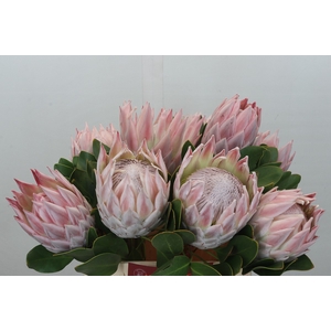 Protea Cynaroides