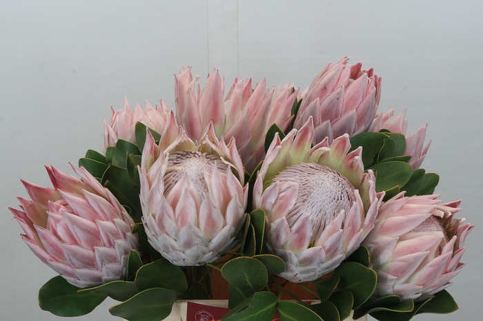 <h4>Protea Cynaroides</h4>