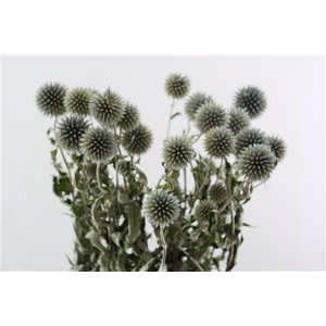 DRY ECHINOPS BLUE BUNCH