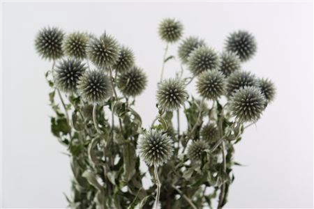 <h4>DRY ECHINOPS BLUE BUNCH</h4>