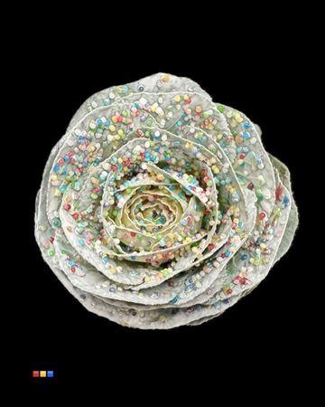 <h4>Brassica Candy</h4>