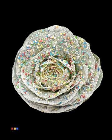 <h4>Brassica Candy</h4>