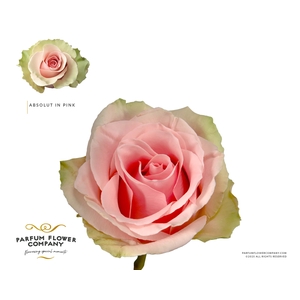 Rosa Premium Absolut in Pink