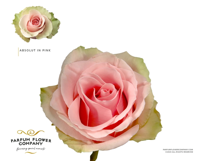 <h4>Rosa Premium Absolut in Pink</h4>