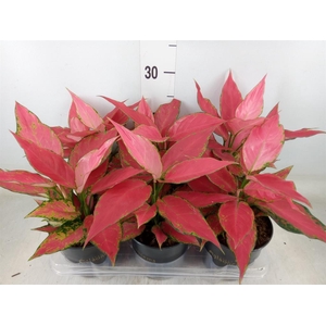 Aglaonema  'Cherry Baby'