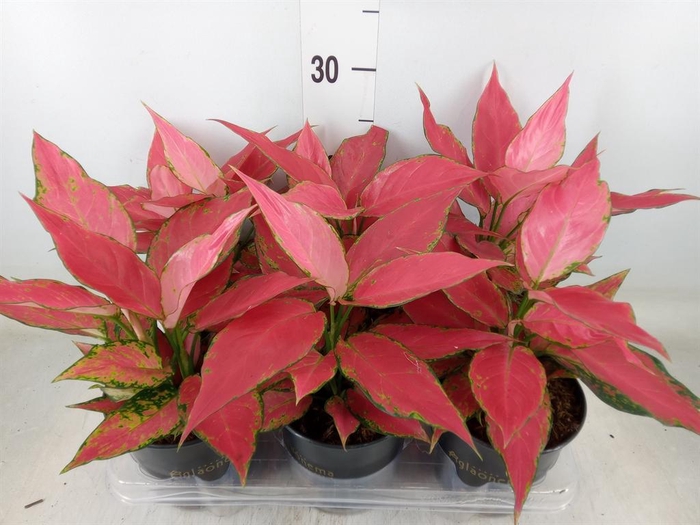 <h4>Aglaonema  'Cherry Baby'</h4>