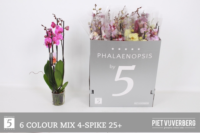 <h4>PHAL GEM 6 KL</h4>