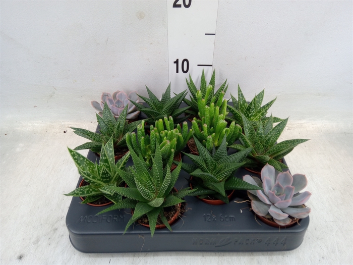 <h4>Succulents   ...mix 6</h4>