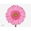 Gerbera Evi Diamond