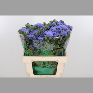 Ageratum Blue Horizon