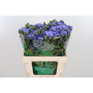 Ageratum Blue Horizon