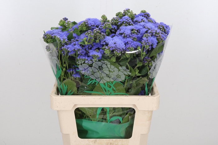 <h4>Ageratum Blue Horizon</h4>
