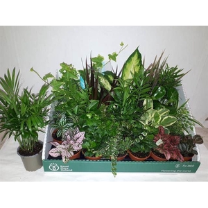 Kamerplanten gemengd