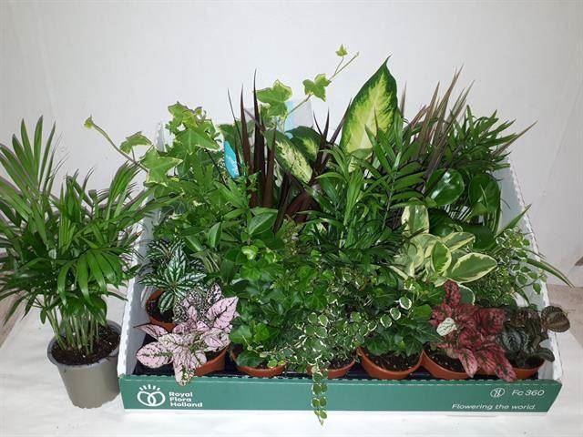 <h4>Kamerplanten gemengd</h4>