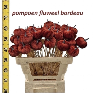 Huis En Tuindeco H%