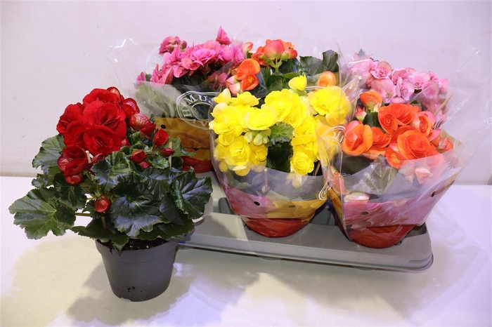 <h4>arr8 Beg Du Gem</h4>