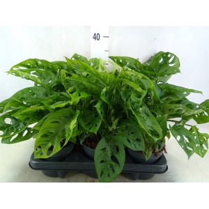 Monstera obliqua 'Monkey Mask'