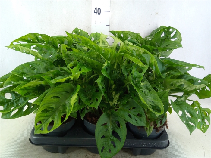 <h4>Monstera obliqua 'Monkey Mask'</h4>