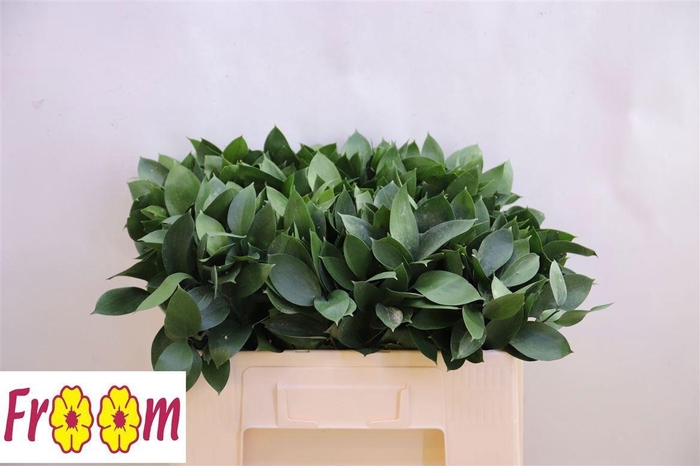 <h4>RUSCUS HYPOPHYLLUM</h4>